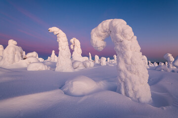 View of snow-laden trees under the pastel sky, sculpted by winter's icy breath in a serene, snow-covered landscape, Kuusamo, Norra Osterbotten, Finland.