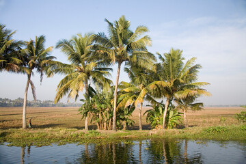 Obraz premium palm trees in the water