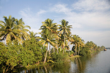 Obraz premium palm trees on the river
