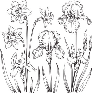 Hand drawn black and white botanical daffodil and iris