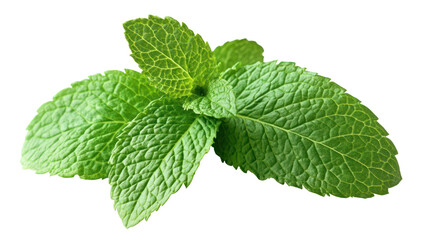 A vibrant sprig of fresh green mint leaves isolated on a dark background isolated on transparent background