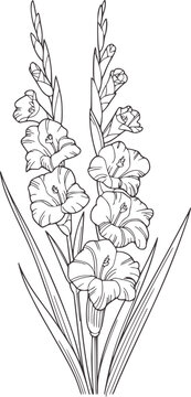 Monochrome line of gladiolus flowers with buds