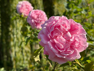 Amazing pink rose in the garden.
