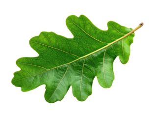 Vibrant green oak leaf with distinct lobes, set against black background