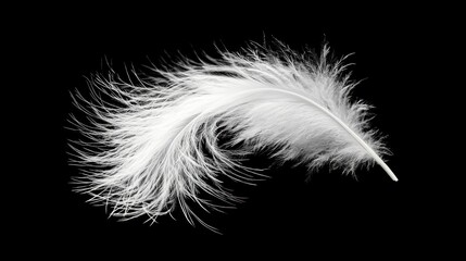 A single white feather against a black background.