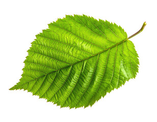 A vibrant green leaf with textured surface and visible veins, black backdrop