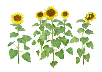 ヒマワリ　8月撮影　高さ180cm