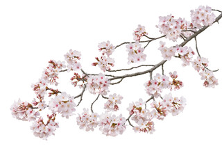 サクラ　ソメイヨシノ