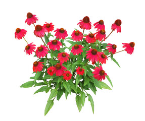 エキナセア　6月撮影