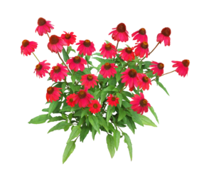 エキナセア　6月撮影