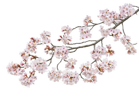 サクラ　ソメイヨシノ