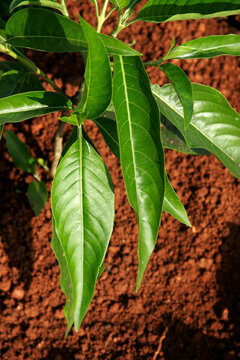 Ayurvedic medicinal plant