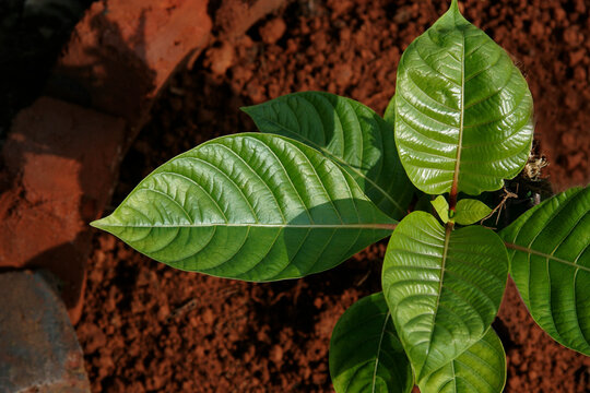 Ayurvedic medicinal plant