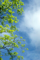 Fototapeta premium green leaves against blue sky