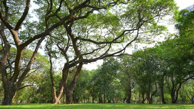 Majestic Large Rain Trees in Lush Green Public Park Under Bright Sky