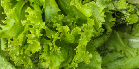 Close up of green lettuce (Lactuca sativa) leaves