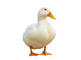 Isolated white duck standing tall, a cute, plump bird with a smooth beak and webbed feet