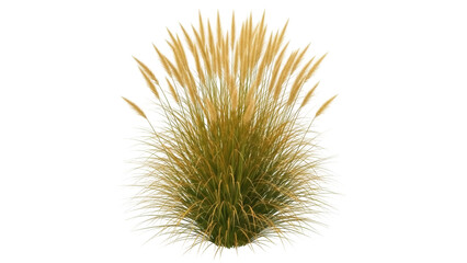 Obraz premium Isolated ornamental plant of Cortaderia selloana, commonly known as Pampas grass, flowering