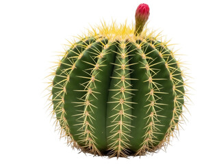 Isolated barrel cactus with flower, Echinocactus grusonii, close-up, green succulent plant © Ivan
