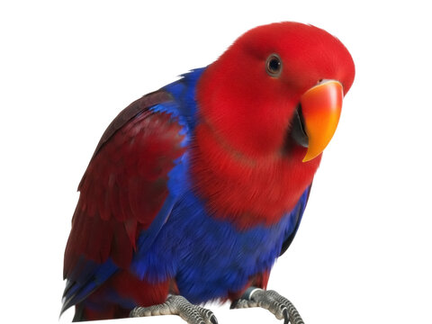 Isolated Electus Parrot Standing Still Looking Ahead with Red and Blue Plumage Very Detailed