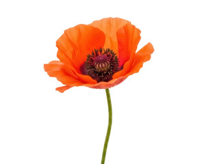 Isolated orange poppy flower, studio shot, no-frills presentation, simple yet effective art