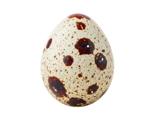 Isolated quail egg with spots speckled brown beige shell food uncooked healthy protein diet