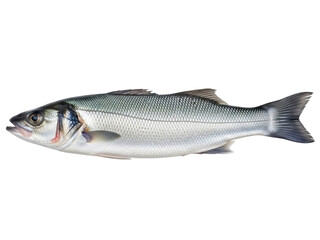 Isolated fresh European seabass fish, dicentrarchus labrax, with scales, whole, ready to cook