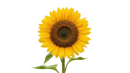 Isolated close-up of a vivid golden sunflower on a stem, a symbol of summer warmth and beauty
