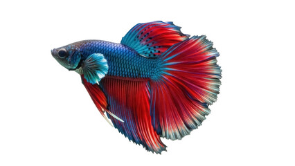 Fototapeta premium Isolated colorful Siamese fighting fish swimming, vibrant Betta splendens, pet shop