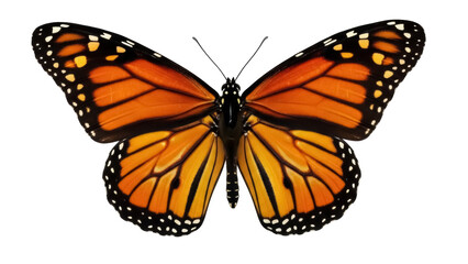 Isolated Monarch Butterfly Open Wings with Orange, Black, and Yellow Patterned Coloring