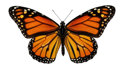 Isolated Monarch Butterfly Open Wings with Orange, Black, and Yellow Patterned Coloring