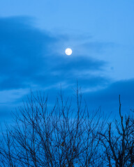 moon and trees