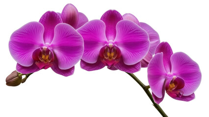 Isolated blooming purple orchid, Phalaenopsis flowers, flowering branch, purple color