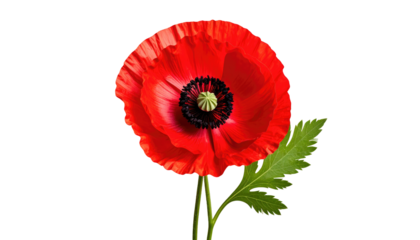 Vivid, single poppy bloom, vibrant red petals, contrasting dark center, green stem and leaf, isolated on black