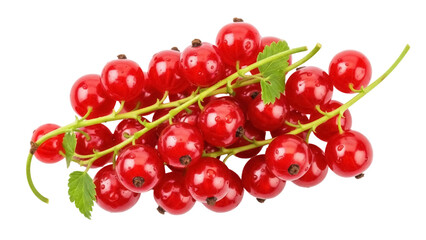 Isolated fresh red currants with green stems, a healthy treat with slightly sour taste