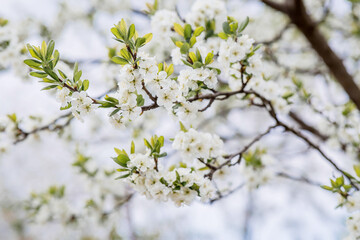 Obraz premium Flowering plum in the garden. White flowers blooming on the tree branches. Macro photography. Spring wallpaper, nature. Blurred background. Banner.