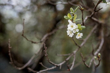 Flowering plum in the garden. White flowers blooming on the tree branches. Macro photography. Spring wallpaper, nature. Blurred background. Banner.