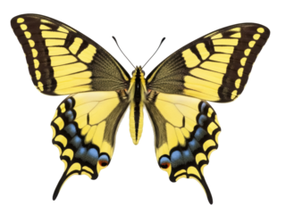 Isolated Eastern Tiger Swallowtail butterfly with yellow and black wings against seamless background