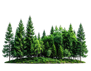 Fototapeta premium Dense grouping of varied evergreen and deciduous trees against a black void