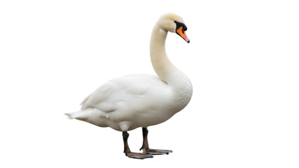 Isolated mute swan stands gracefully, showing feather detail and elegant posture, serene beauty