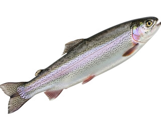 Isolated rainbow trout, a freshwater and game fish of the salmon family Salmo, on a plain background