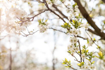 Flowering plum in the garden. White flowers blooming on the tree branches. Macro photography. Spring wallpaper, nature. Blurred background. Banner.