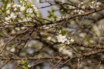 Flowering plum in the garden. White flowers blooming on the tree branches. Macro photography. Spring wallpaper, nature. Blurred background. Banner.