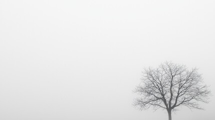 A lone tree in a foggy landscape.