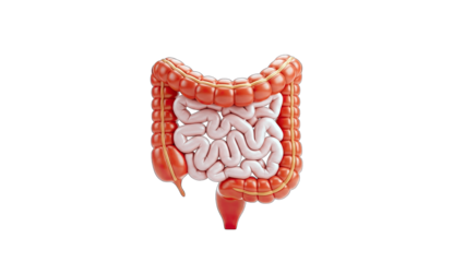 3D Render of Human Intestines on White Background