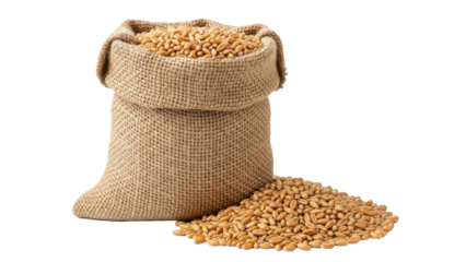 Burlap Sack Overflowing With Golden Wheat Grains Harvest