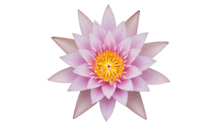Isolated pink water lily, blossom of a tropical flower with yellow pistils and petals
