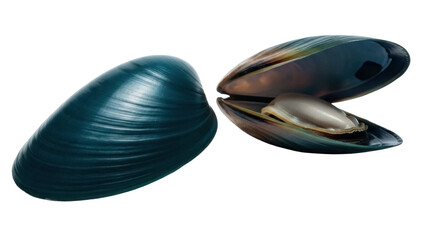 Isolated Green-Lipped Mussel Open and Closed, New Zealand Delicacy, Protein Rich Food Source