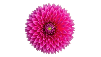 Isolated bright pink dahlia flower head close up studio shot floral arrangement botanical detail