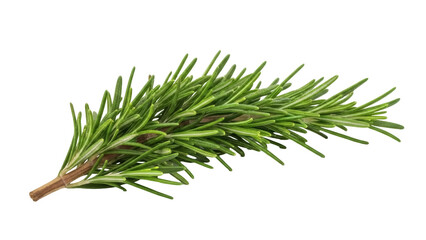 Isolated sprig of fresh rosemary for cooking, aromatic spice, evergreen shrub ingredient